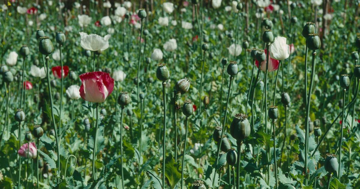 PSP detém dois homens por cultivo ilegal de papoilas de ópio em Casal de Cambra