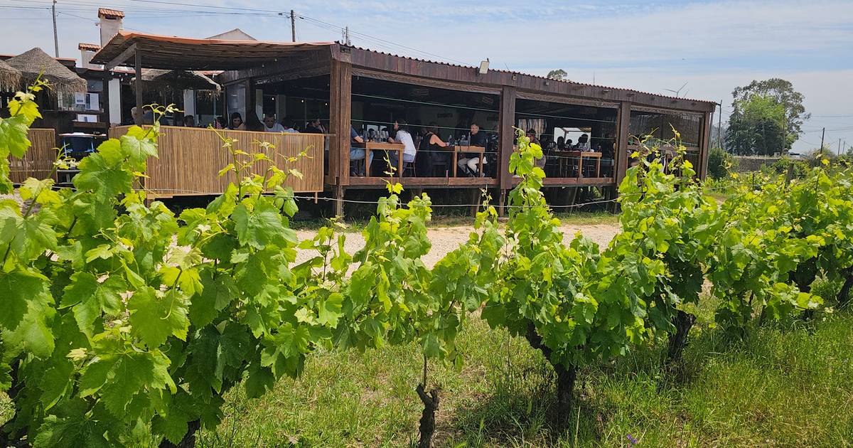 Entre vinhas de Arinto, neste restaurante de Bucelas prova-s