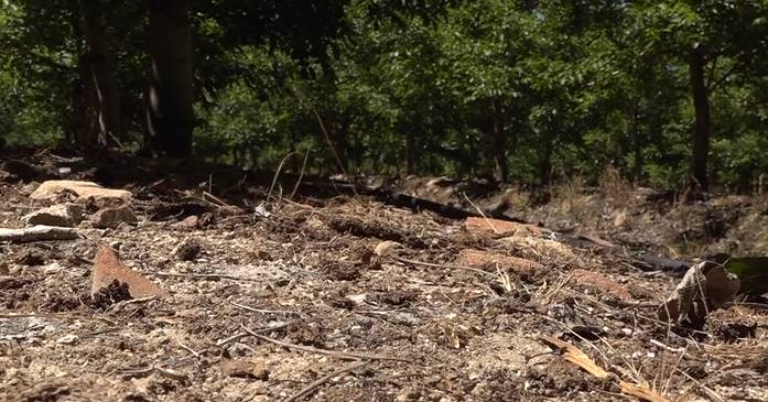 Duas Antas e uma Vila Romana em Évora destruídas por plantaç
