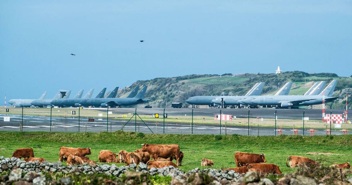 Biólogos alertam: não pode haver gado a pastar em terrenos contaminados junto à Base das Lajes