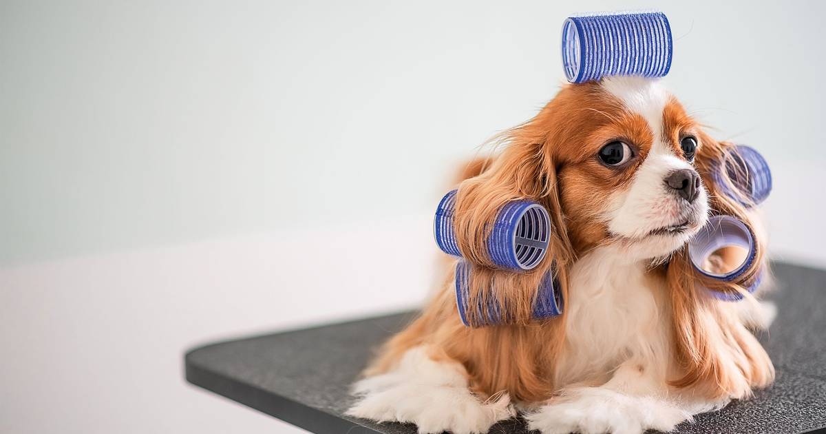 Quando o cão e o dono vão juntos ao psicólogo