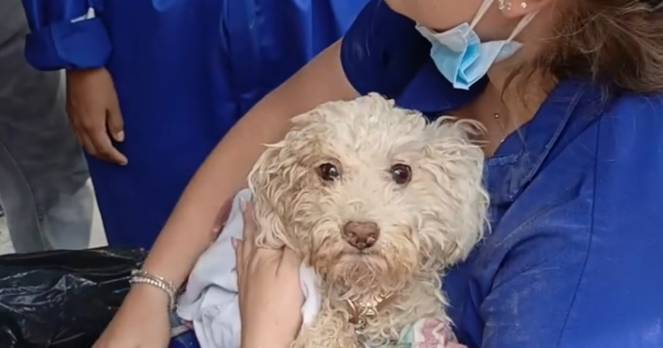 Cão resgatado na Venezuela após oito dias sob escombros dos sismos