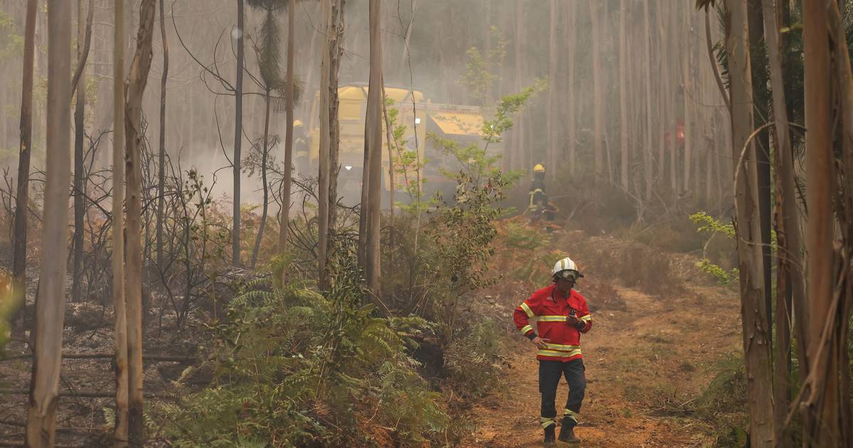O Caramulo por um fio: fogo dá tréguas mas reacende alertas sobre a floresta portuguesa