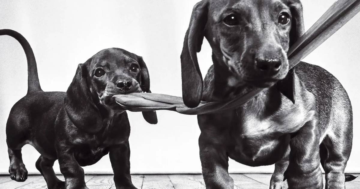 A graça e os retratos dos cães-salsicha