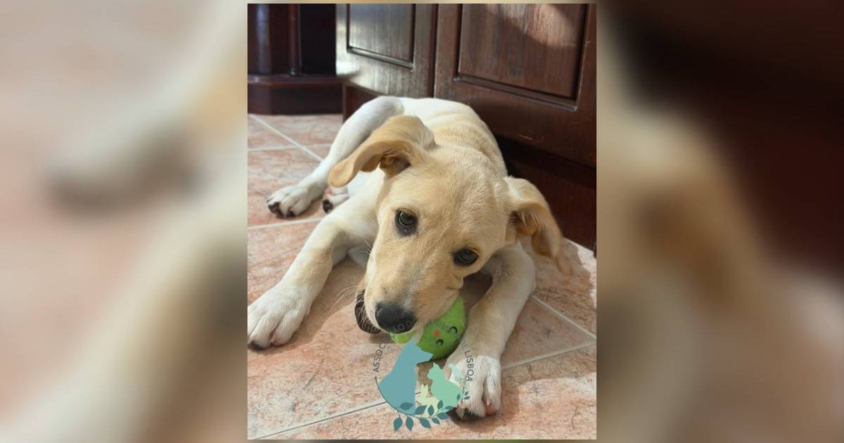 Menor filmado a maltratar cão em Lisboa; associação resgata animal e apresenta queixa