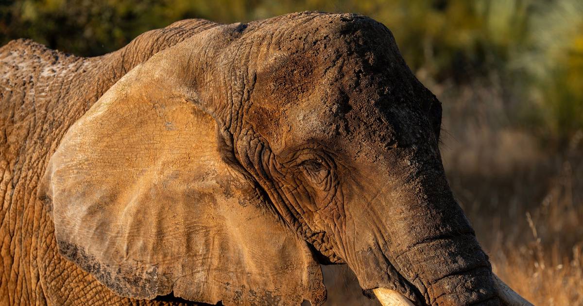 Julie, o último elefante de circo em Portugal, chegou a santuário no Alentejo e já vive "em liberdade": veja as imagens