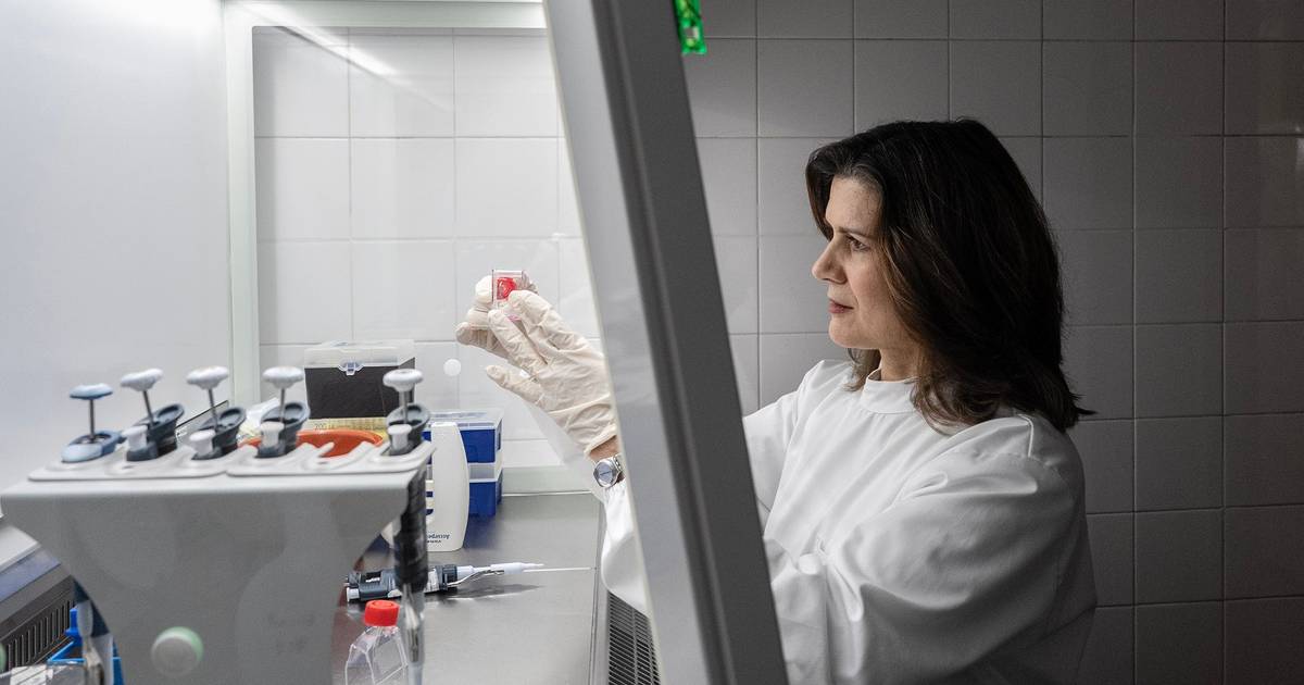 "Identificar células com cancro e salvar as saudáveis": cientista portuguesa faz avanço importante na área oncológica