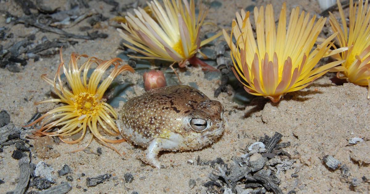 Mineração no fundo do mar ameaça mais de metade dos moluscos das profundezas e coloca espécies raras em risco de extinção