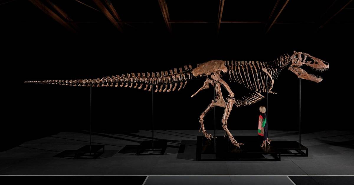 Esqueleto de dinossauro T-Rex bate recorde de venda em leilão da Sotheby's
