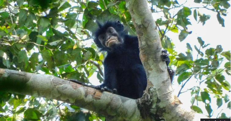 Nova espécie de macaco descoberta no Congo é a quinta identificada em 75 anos