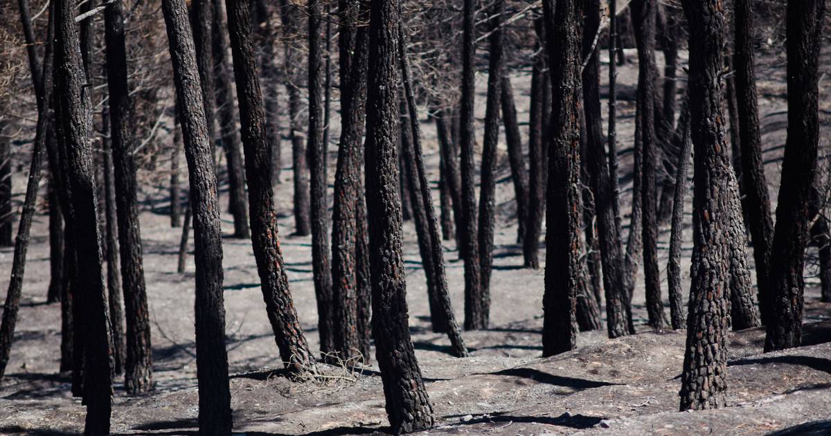 Incêndio de Guadalajara faz disparar área ardida em Espanha: é o país europeu mais afetado, mas a percentagem em Portugal é maior