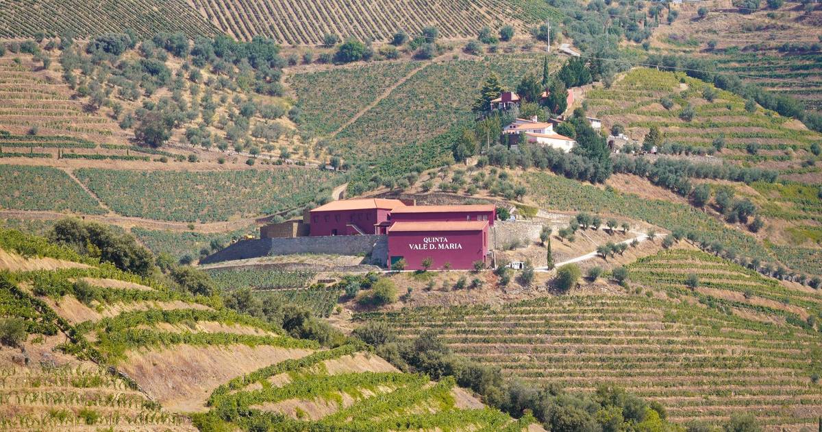 Quinta icónica do "novo Douro" abre portas ao enoturismo