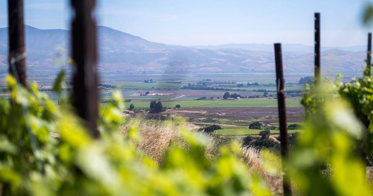 As vendas estão tão baixas que há empresas vinícolas da Califórnia a queimar as suas vinhas