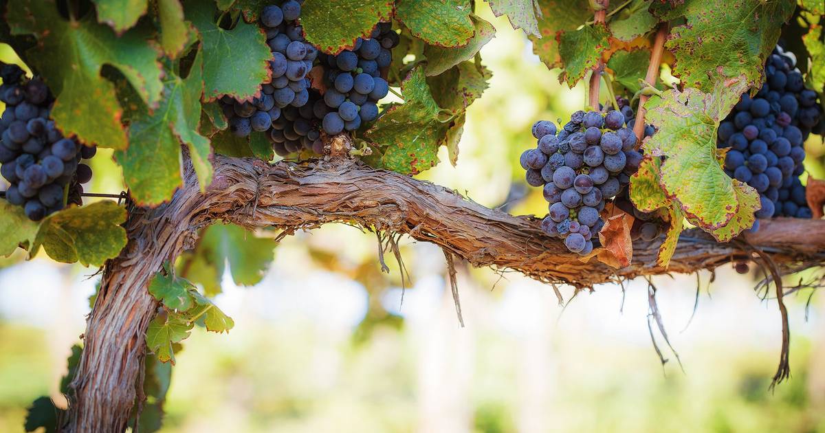 Vinhos: Vindima à porta, uvas sem comprador