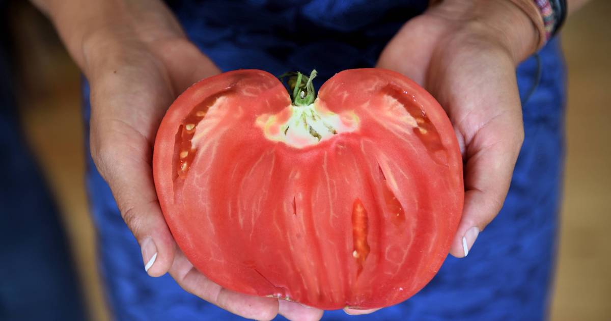 Tomate Coração de Boi: há festa no Douro e sabores à prova em 30 restaurantes