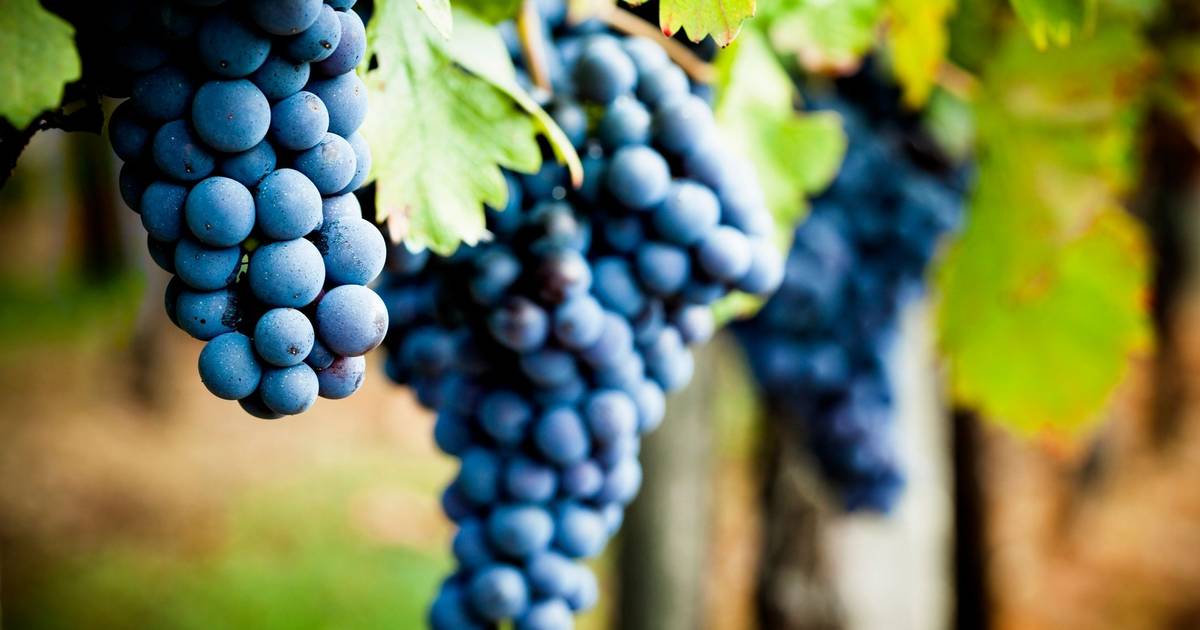 Da queima da vinha ao vinho sem álcool, há sinais de crise