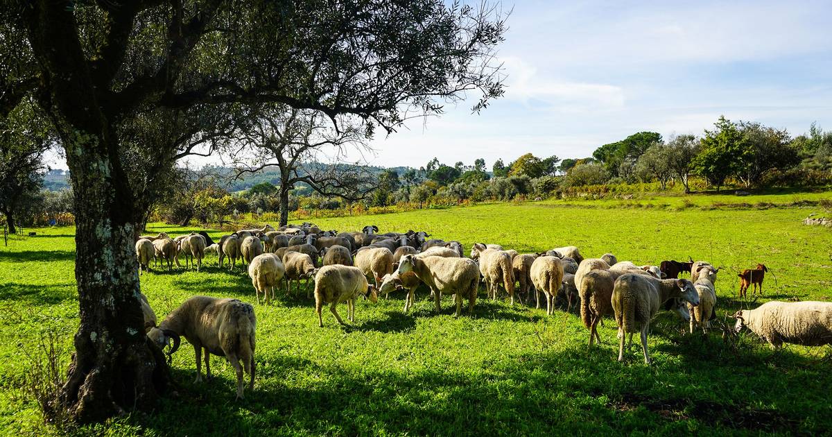 Venda de terrenos agrícolas atinge €600 milhões
