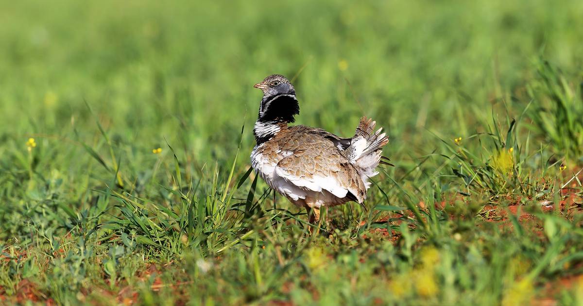 La scomparsa dei cereali sta facendo tacere gli uccelli delle steppe