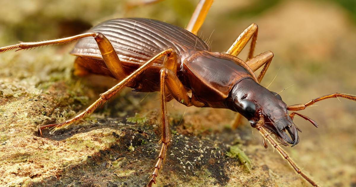 Der „Waldkäfer", der auf der Insel Pico überlebt, ist eines der Symbole der Hoffnung für die Insekten der Azoren