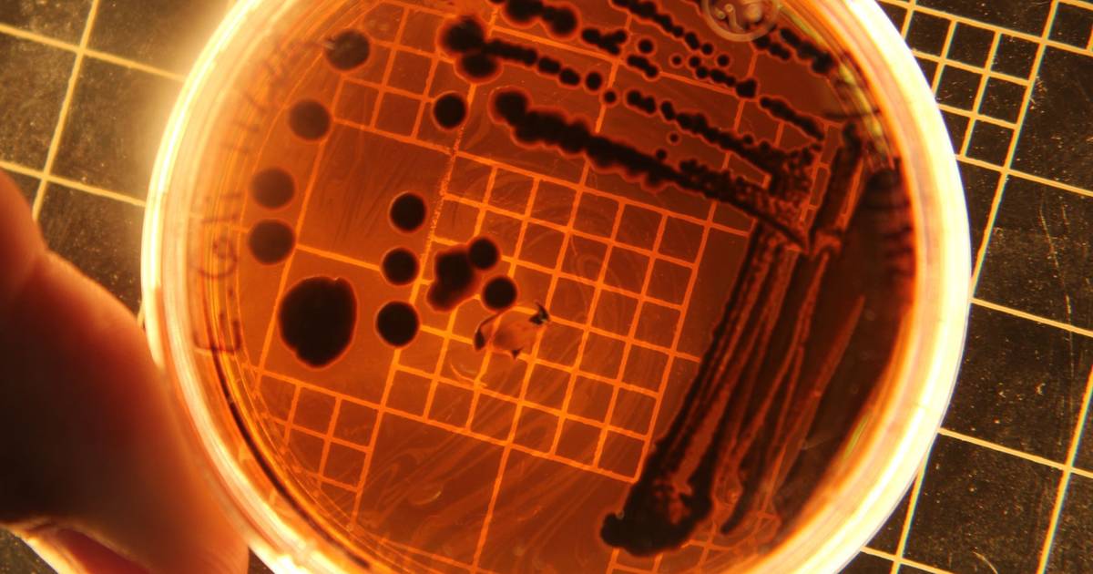 La scienza sta già cercando di programmare i batteri per proteggere la salute