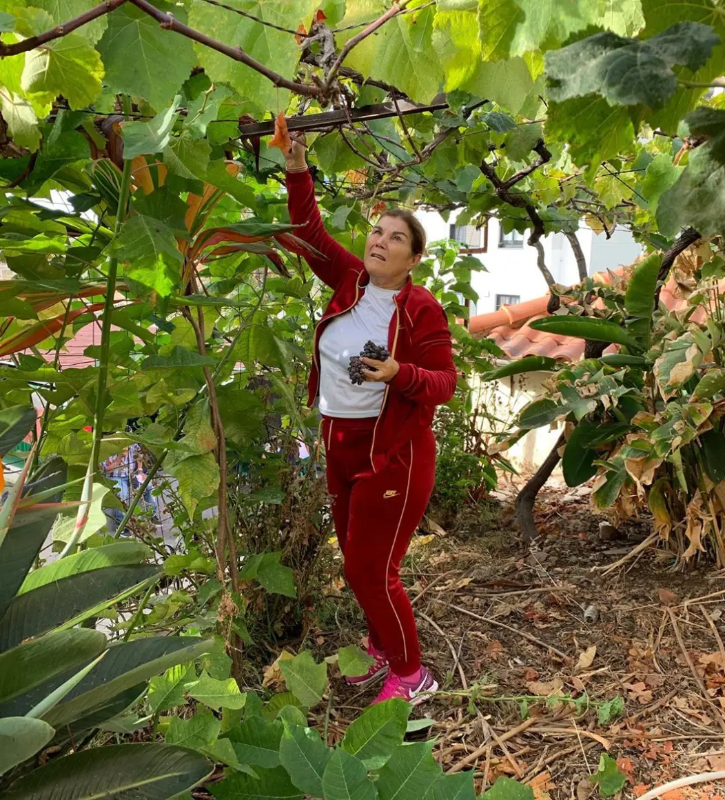 Dolores Aveiro nas vindimas: "Vamos lá apanhar as uvas"