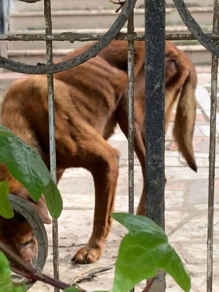 Bastest Cabeleira condenada por maus-tratos a animais