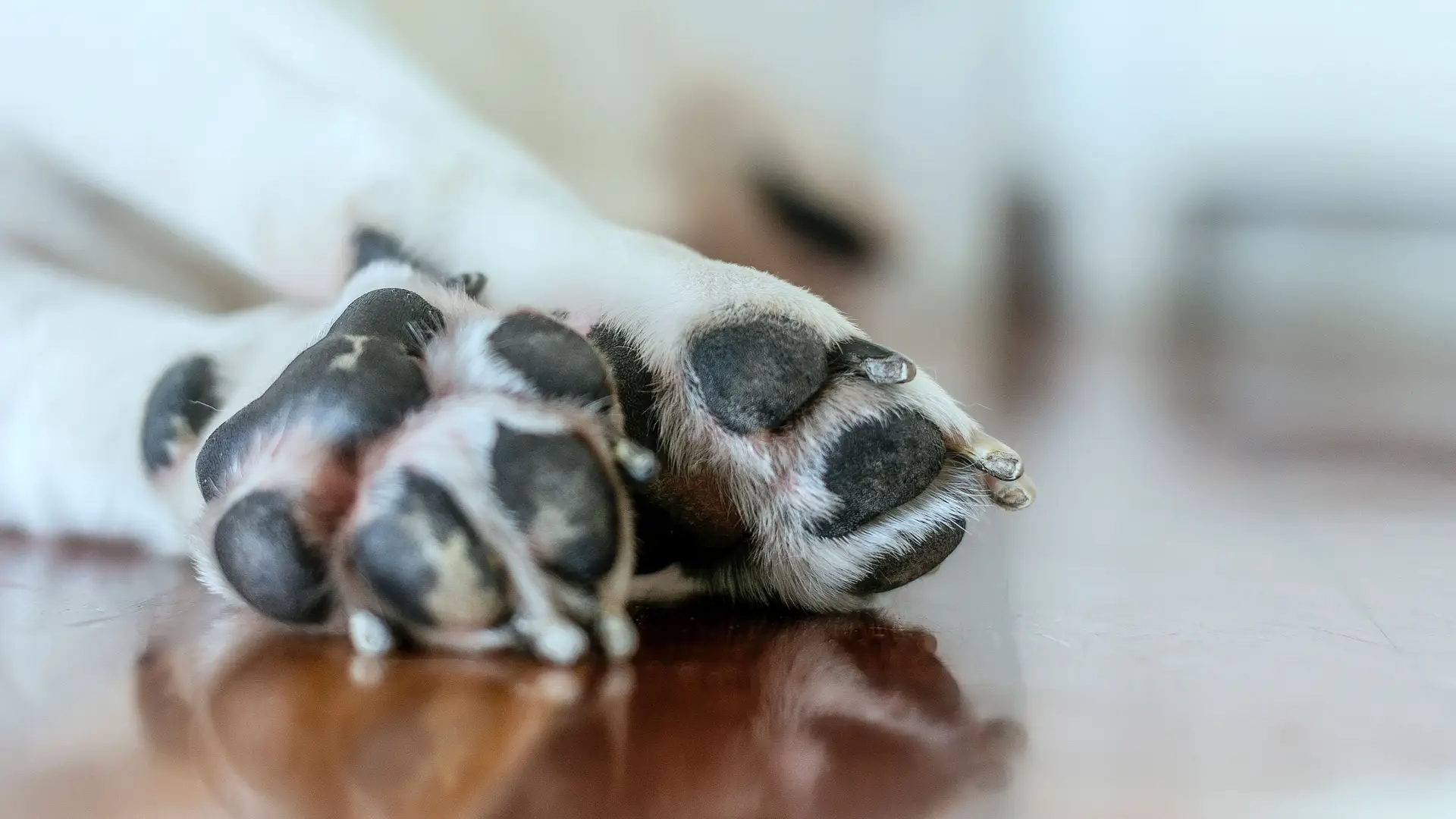 Jovem de 18 anos acusada de deixar cão morrer à fome após fechá-lo numa jaula