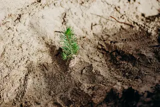 Esperança por um Portugal mais verde