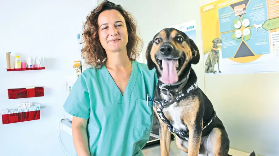“Ter um cão preso a uma corrente também é um mau trato” “Ter um cão preso a uma corrente também é um mau trato”