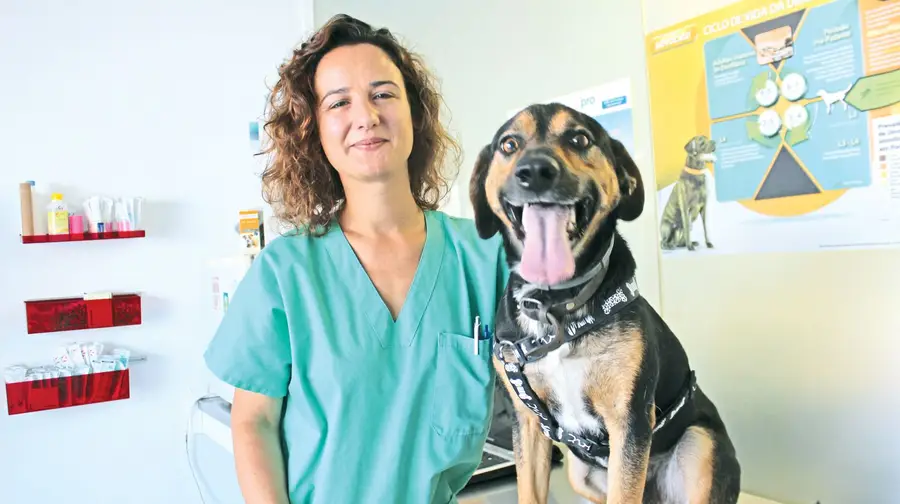 “Ter um cão preso a uma corrente também é um mau trato” “Ter um cão preso a uma corrente também é um mau trato”