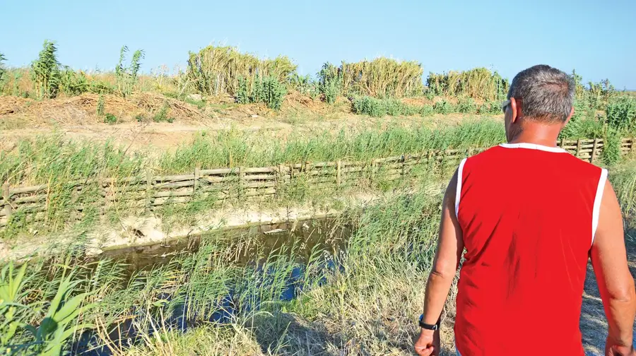 Autoridades investigam morte de dezenas de patos em ribeira de Alverca