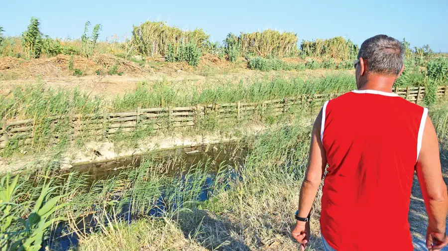 Autoridades investigam morte de dezenas de patos em ribeira de Alverca