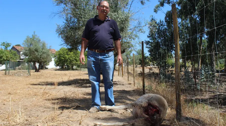 Cães que atacaram ovelhas na Póvoa da Isenta continuam por apanhar Cães que atacaram ovelhas na Póvoa da Isenta continuam por apanhar