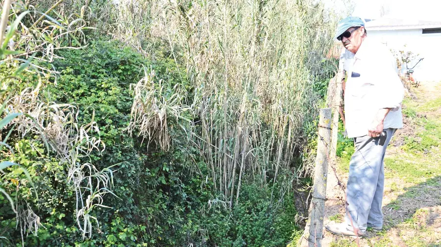 Mato por cortar continua a representar perigo para moradores de Vialonga Mato por cortar continua a representar perigo para moradores de Vialonga