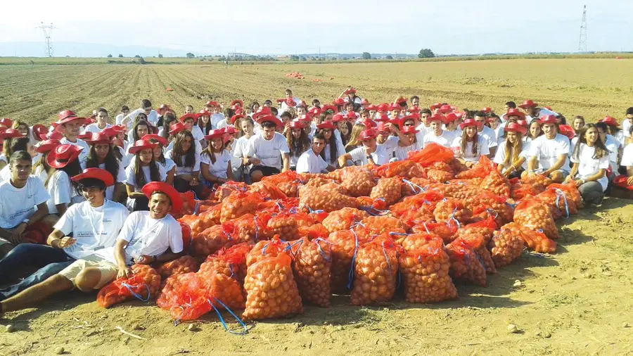 Caloiros da Universidade Católica participam no restolho nos campos da Golegã Caloiros da Universidade Católica participam no restolho nos campos da Golegã