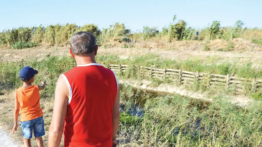 Descarga de conduta clandestina matou patos em Alverca Descarga de conduta clandestina matou patos em Alverca