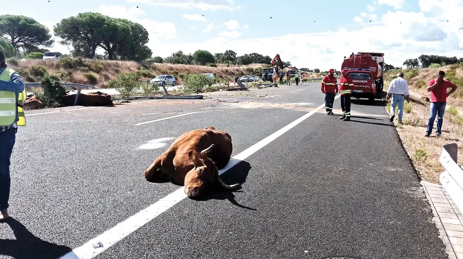 Despiste de camião que transportava vacas corta A13 Despiste de camião que transportava vacas corta A13