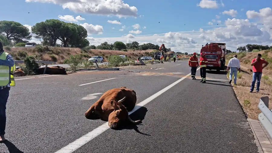 Despiste de camião com vacas corta A13 em Benavente