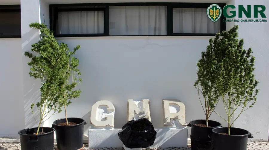 GNR de Almeirim detém homem por cultivo de cannabis