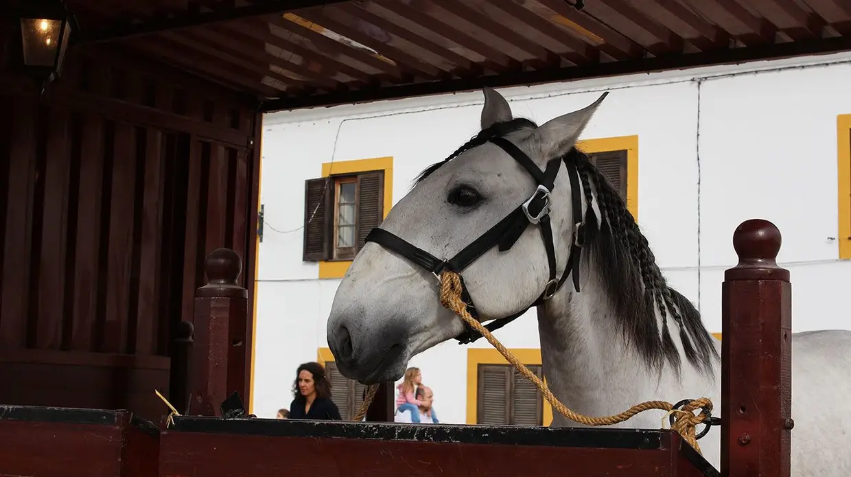 Feira do Cavalo na Golegã