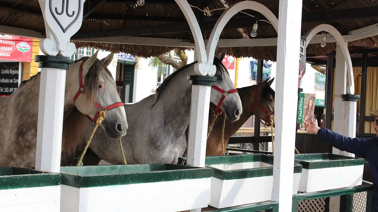 Feira do Cavalo na Golegã