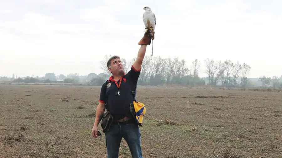 A arte de caçar com aves de rapina