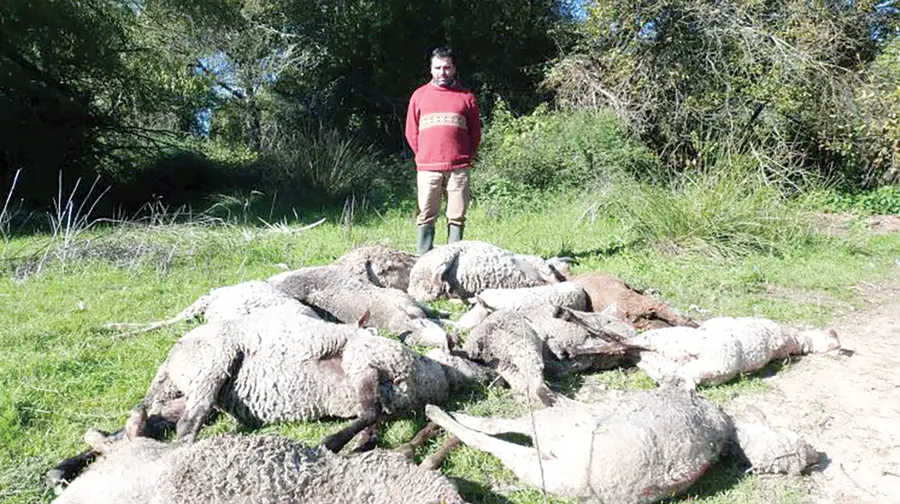 Vírus língua azul afecta milhares de ovelhas a norte do Tejo