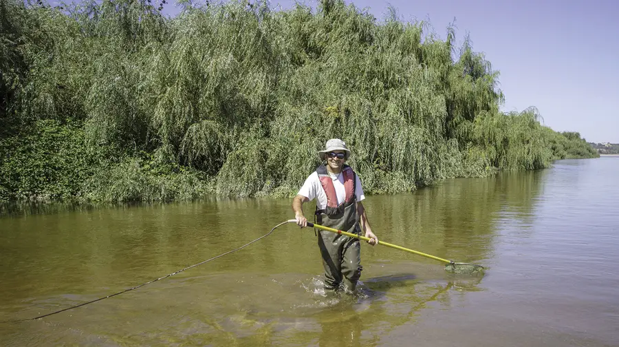 Siluros ajudados pela poluição estão a acabar com os peixes nativos do Tejo