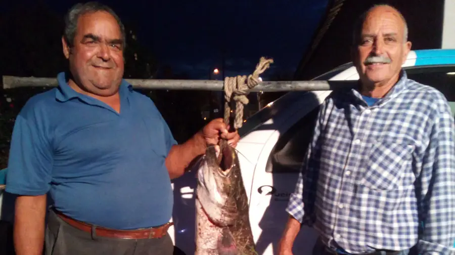 Siluros estão a acabar com os peixes nativos do Tejo Siluros estão a acabar com os peixes nativos do Tejo