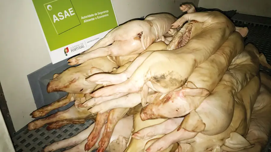 ASAE fecha negócios clandestinos de abate e assadura de leitões ASAE fecha negócios clandestinos de abate e assadura de leitões