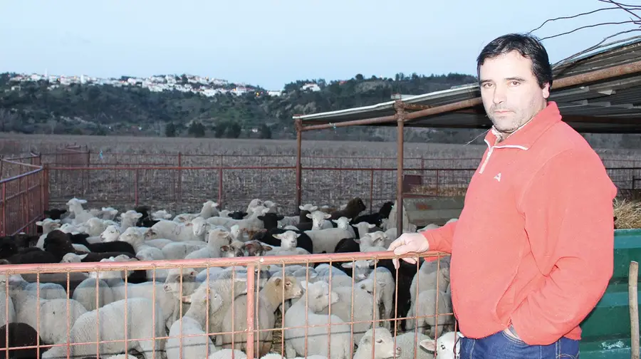Ladrões levam 19 borregos de propriedade em Alvega Ladrões levam 19 borregos de propriedade em Alvega