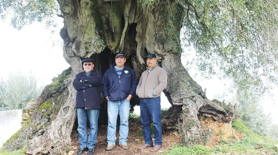 Uma oliveira milenar de Mouriscas pode estar a caminho de Londres como “Árvore da Aliança”