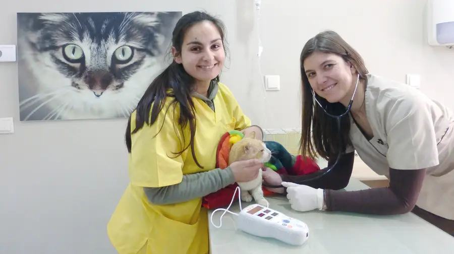 A “We Care” de Santarém tem veterinários bem preparados e com sensibilidade