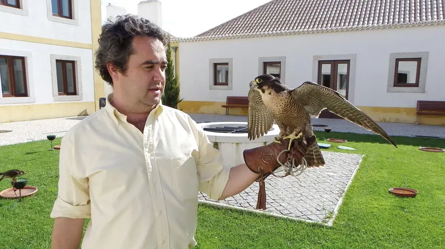 Mais visitantes na Falcoaria Real após classificação como património mundial Mais visitantes na Falcoaria Real após classificação como património mundial